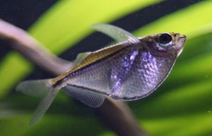 Silver Hatchetfish (Gasteropelecus levis)