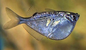 Spotted Hatchetfish (Gasteropelecus maculatus)
