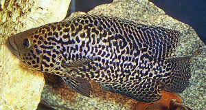 Managuense Cichlid (Parachromis managuense)