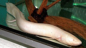Albino Spotted African Lungfish (Protopterus dolloi)