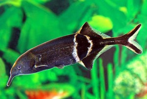 Elephantnose Fish (Gnathonemus petersii)