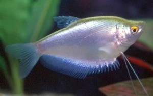 Moonlight Gourami (Trichogaster microlepis)