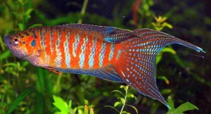 Paradise fish (Macropodus opercularis)
