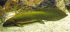 Queensland Lungfish (Neoceratodus forsteri)