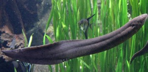 South American lungfish (Lepidosiren paradoxa)