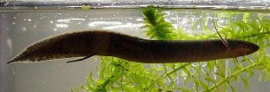 Spotted African lungfish Protopterus dolloi