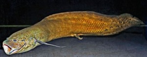 West African lungfish Protopterus annectens