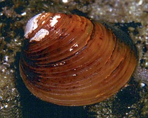 Freshwater Clam (Corbicual sp.)
