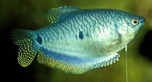 Blue Gourami (Trichogaster trichopterus) female