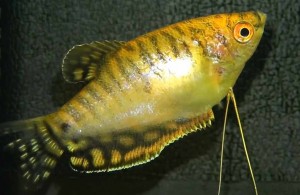 Gold Gourami (Trichogaster trichopterus)