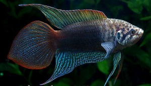 Round Tailed Paradise Fish (Macropodus Ocellatus)