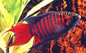 Paradise Fish (Macropodus opercularis) 