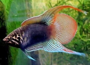 Round Tailed Paradise Fish (Macropodus Ocellatus)