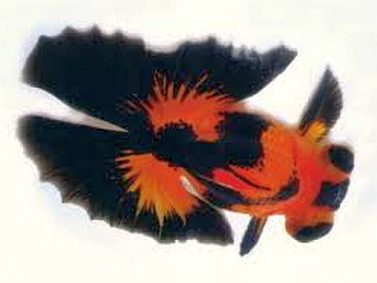 Butterfly Tail Goldfish