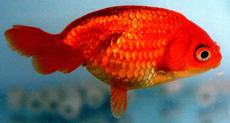 Egg-fish goldfish