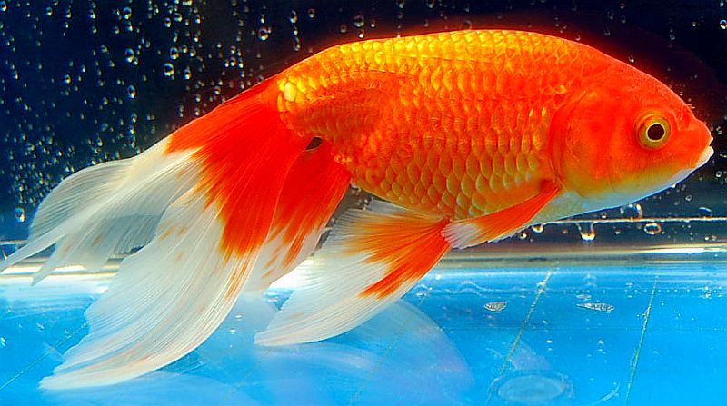 Shukin goldfish
