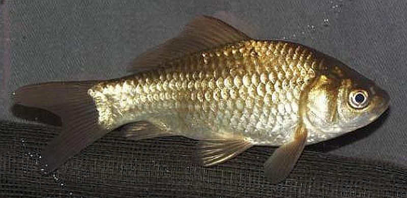 Wild Goldfish (Carassius auratus)