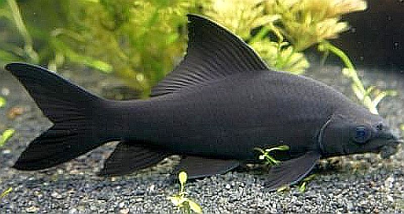 Black Shark 68