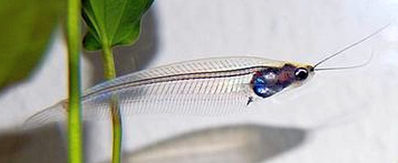Glass Catfish (Kryptopterus vitreolus)