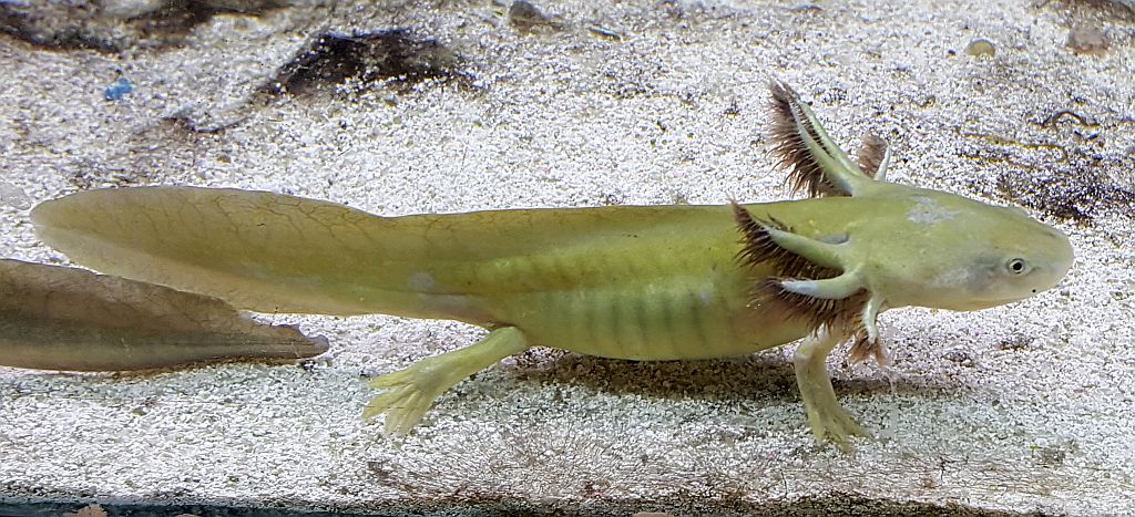 Axolotl (Ambystoma mexicanum)