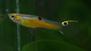 Red Body Yellow Top Endler's Livebearer (Poecilia wingei)