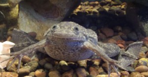 African clawed frog (Xenopus laevis)