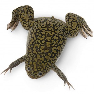 Western Clawed Frog (Xenopus tropicalis)