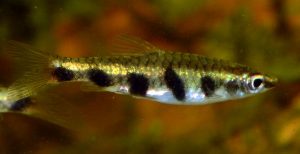 Barred Espei Pencilfish (Nannostomus espei)