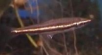Two Stripe Pencilfish (Nannostomus digrammus)