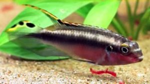 Kribensis Cichlid (Pelvicachromis pulcher)