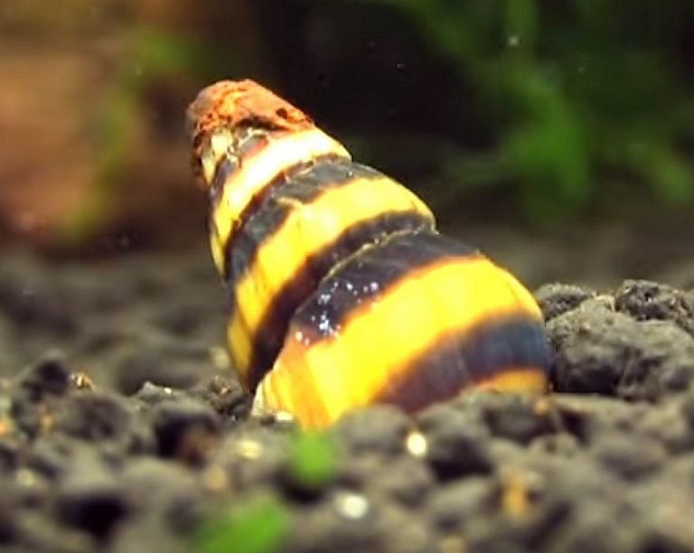 Assassin Snails (Clea helena) Tropical Fish Keeping