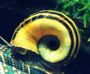 Giant Ramshorn Snail (Marisa cornuarietis)