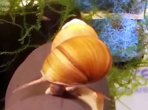 Japanese Trapdoor Snail (Bellamya chinensis)