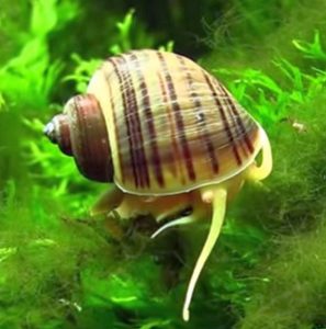 Mystery Snail (Pomacea Diffusa)
