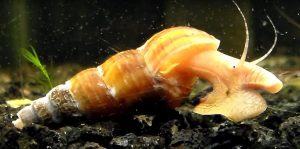 Rabbit Snails (Tylomelania sp.)