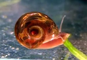 Red Ramshorn Snail (Planorbidae)