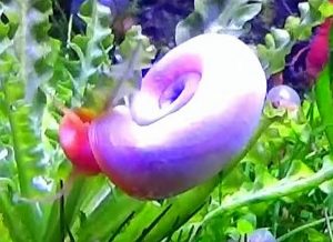 Red Ramshorn Snail (Planorbidae)