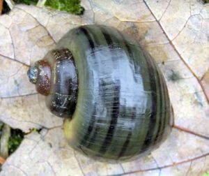 Spike Topped Apple Snail (Pomacea Diffusa)