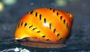 Tracked Nerite Snail (Neritina natalensis
