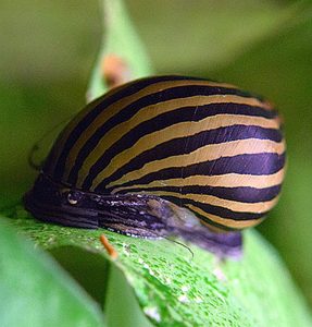 Zebra Nerite Snail (Neritina natalensis