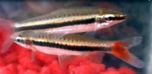 Elegant Pencilfish (Nannostomus limatus) 