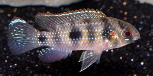 African Butterfly Cichlid (Anomalochromis thomasi)