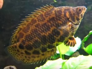 Leopard Bush Fish (Ctenopoma Acutirostre)