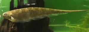 Centipede Knife Fish (Steatogenys duidae)