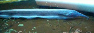 Elephantnose Knifefish (Sternarchorhynchus oxyrhynchus)