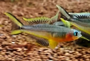 Forktail Rainbow (Pseudomugil furcatus)