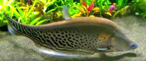 Royal Knifefish (chitala blanci)