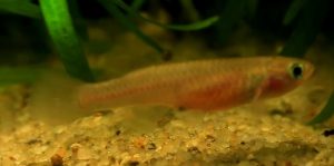 Red Striped Killifish (Aphyosemion striatum) female