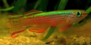 Red Striped Killifish (Aphyosemion striatum)