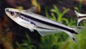 Debauwi Catfish (Pareutropius debauwi)